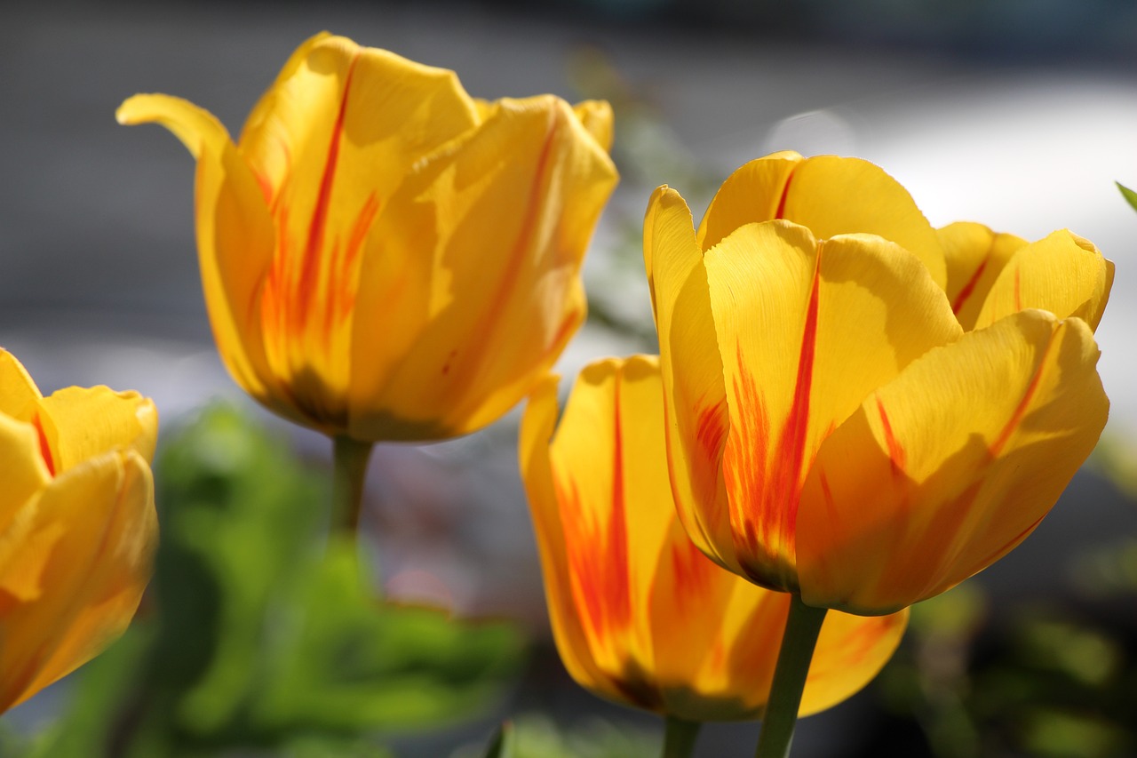 מחפשים מתנה מרגשת? הכירו את פרחי עידן